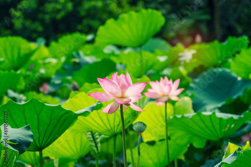 Lotus flower blooming in the pond in summer