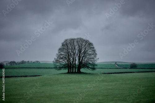 Coppice of trees in winter in pastoral setting in the Yorkshire Dales against grey sky