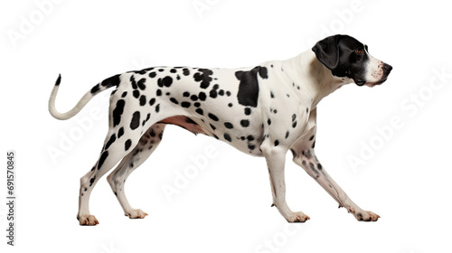 a Dalmatian running in a side view, PNG, isolated and transparent Pet-themed, photorealistic illustration. Generative ai