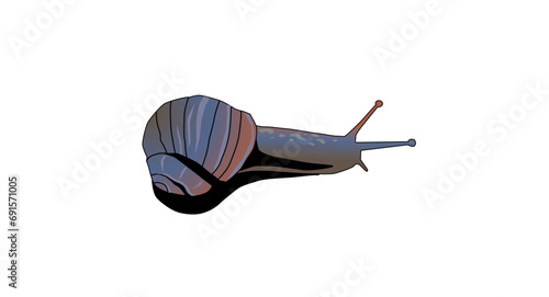 Vector illustration of a snail in gray and violet tones with soft shading. Semi realistic style isolated on white background, suitable for nature, biology and design use.
