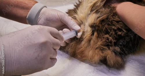 A veterinarian gives an enema to a constipated cat. A doctor flushes the rectum of a constipated cat. Colon cleansing in a patient with long-term stool blockage.