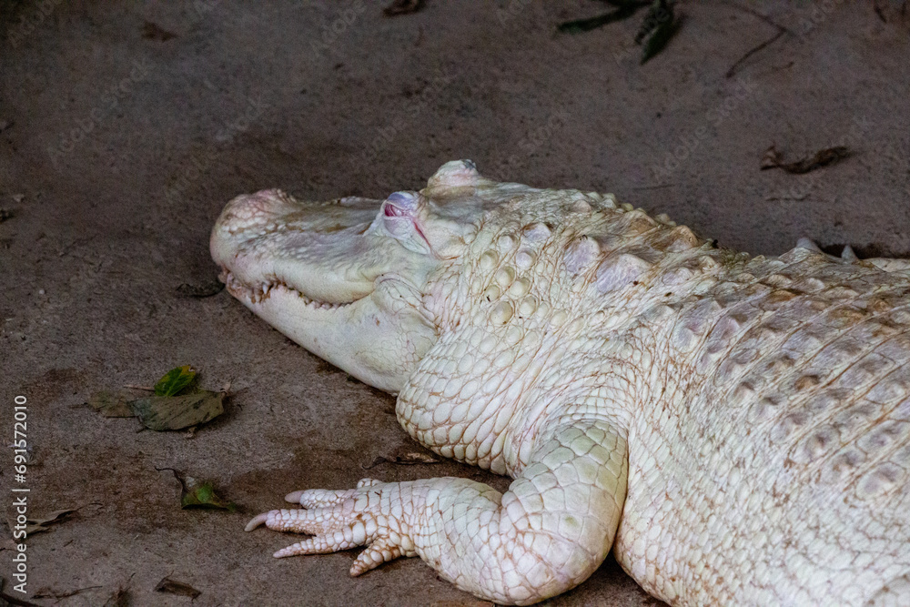 Fototapeta premium Closeup of White Alligator in terrarium