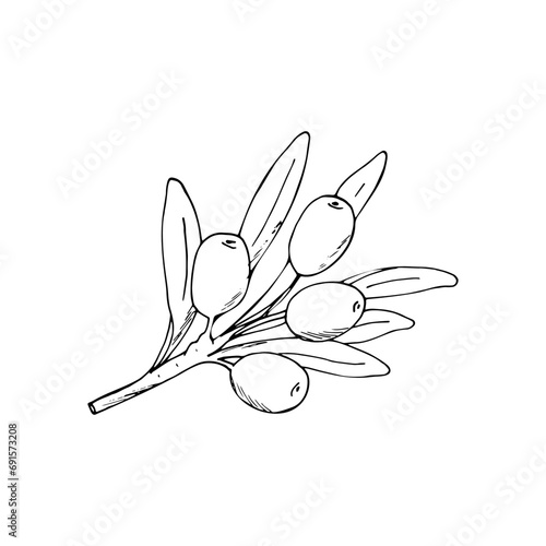Hand-drawn sea buckthorn branch with berries and leaves. Autumn berries. Isolated vector illustration.