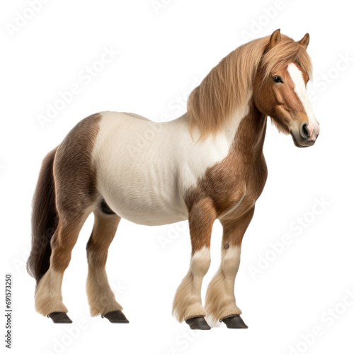 a Pony horse with various markings, 3/4 view, full body, PNG, in a Riding/pet-themed, isolated, and transparent photorealistic illustration. Generative ai