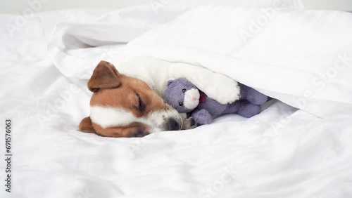 Cute puppy Dog Sleeping on bed