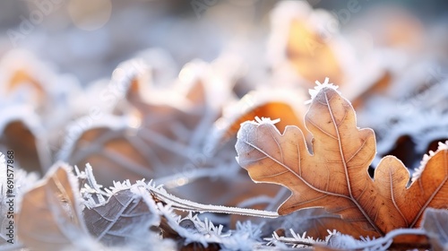 Frozen oak leaves - a natural abstract backdrop photo
