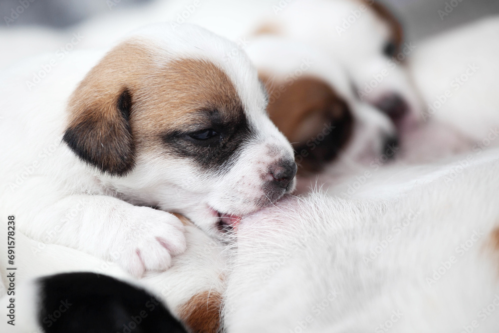 Newborn Puppies Suck their mother dog