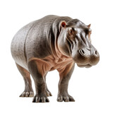 a Hippopotamus 3/4 view, isolated and transparent PNG in a Wildlife-themed, photorealistic illustration. Generative ai