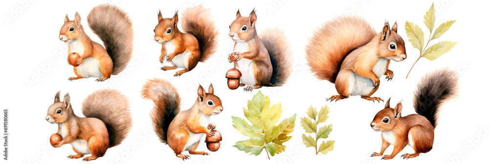 Watercolor Set of squirrel and acorn walnut hazelnut, isolated on transparent background - obrazy, fototapety, plakaty 