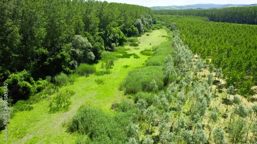 Aerial view of a march covered in grass and reeds between wild woods and orchard Aerial view of a march covered in grass and reeds between wild woods and orchard
