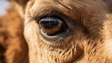Camel face animal pictures Generative artificial intelligence