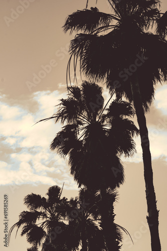Sepia Palmtree miame vibes photo