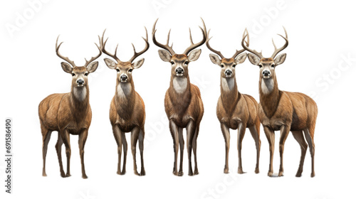  five Whitetail bucks with antlers  standing  full body  front view  PNG  in a Wildlife-themed  isolated  and transparent photorealistic illustration. Generative ai