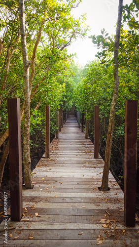 Obraz na plátně Tropical exotic travel concept wooden bridge in flooded rain forest jungle of mangrove trees