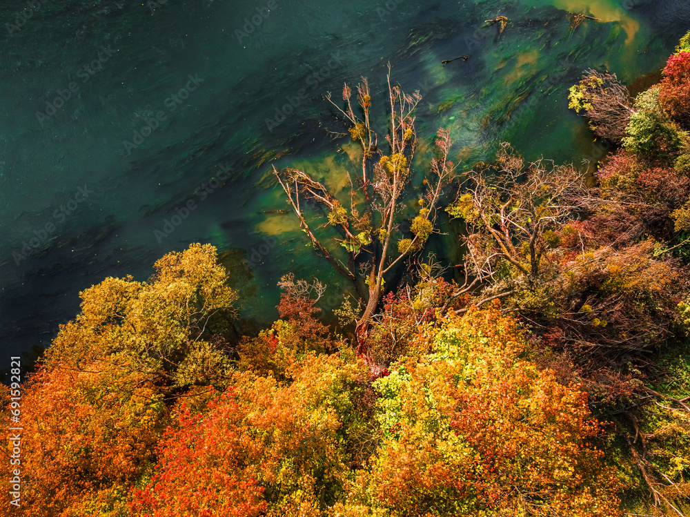 Autumn forest and river Brda. Aerial view of wildlife. - obrazy, fototapety, plakaty 