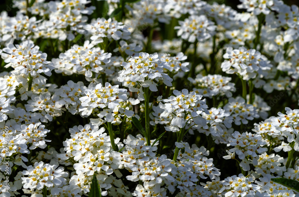 Candytuft flowers (Iberis sempervirens) blooming prolifically in a garden. Candytuft flowers (Iberis sempervirens) blooming prolifically in a garden.