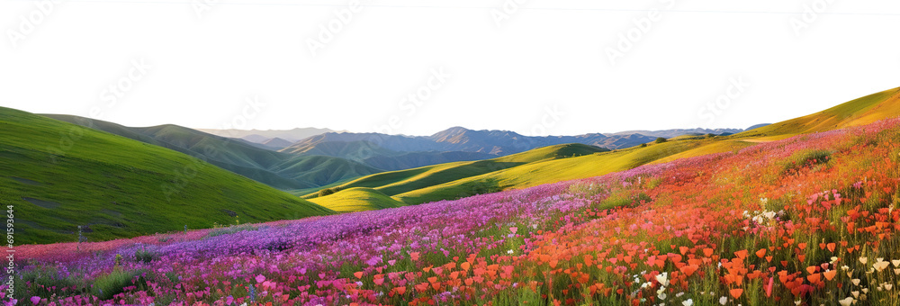 Wildflower meadow: Lush hills adorned with vivid blossoms, cut out - obrazy, fototapety, plakaty 