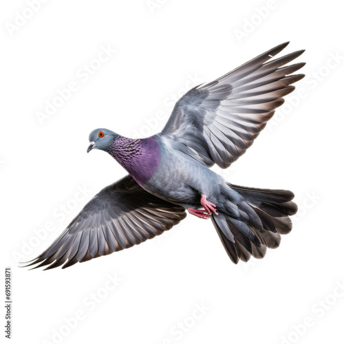 a common Pigeon flying, full body, 3/4 view in a PNG,  isolated and transparent, Nature-themed, photorealistic illustration. Generative ai