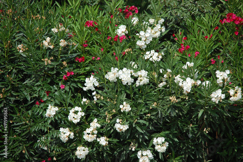 red and white flowers on a green bush