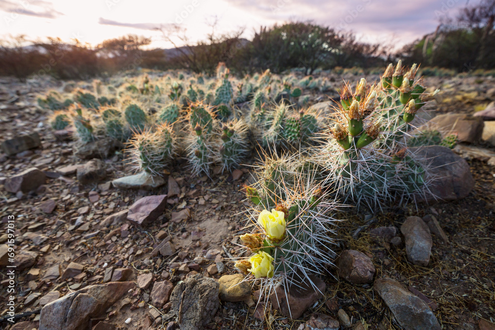 Cactus flowers Cactus flowers