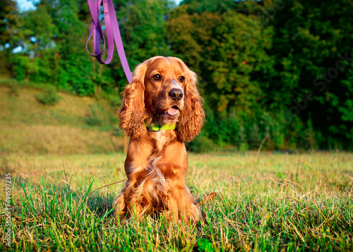 A red cocker spaniel dog sits on the lawn. The dog is looking intently at the sunset. The dog is kept on a leash. Hunter. The photo is blurred.
