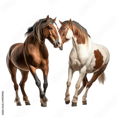 two horses/wild mustangs, sparing, in a 3/4/side view, PNG, isolated and transparent Ranch-themed, photorealistic illustration. Generative ai