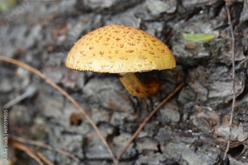 mushrooms in the forest