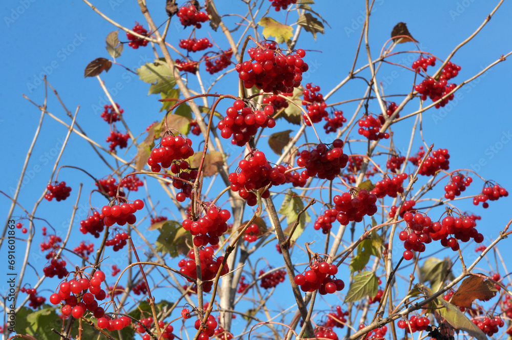 On the branch of the bush a bunch of berries guelder rose, viburnum opulus
