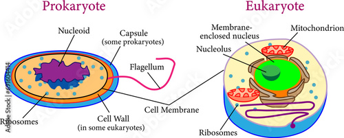 Comparison between  eukaryotes and  prokaryotes .Vector illustration.