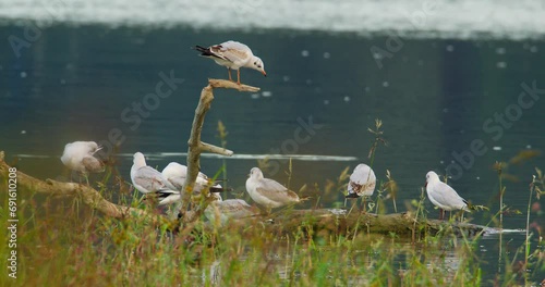 A colony of black-headed gulls perched on a broken tree branch in water photo