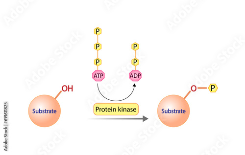 protein kinase catalyses the transfer of phosphate from ATP  to its protein substrates. Vector scientific illustration.