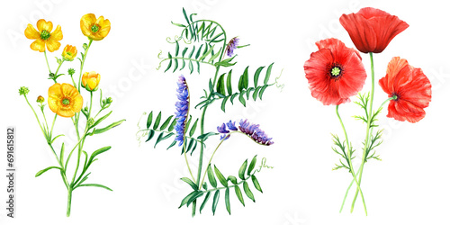 Wallpaper Mural A set of wild flowers and grasses such as yellow buttercup, vetch branch and red poppies. Hand drawn botanical watercolor illustration isolated on white background. For clip art cards label package Torontodigital.ca