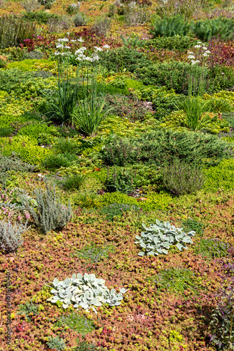 Atténuation du réchauffement climatique - sol recouvert de plantes grasses, succulentes et graminées