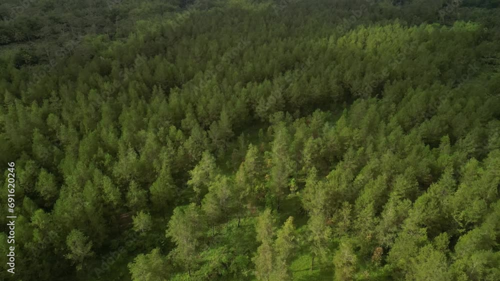 4k Aerial view of Dense natural pine forest trees on the mountain hills with small huts or house building. Beautiful spruce forest. Concept for International Day of Forest, World Environment Day. 4k Aerial view of Dense natural pine forest trees on the mountain hills with small huts or house building. Beautiful spruce forest. Concept for International Day of Forest, World Environment Day.