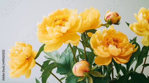 Fototapeta Naklejka Na Ścianę i Meble -  Bouquet of stylish peonies close-up. Yellow peony flowers. Close-up of flower petals. Floral greeting card or wallpaper. Delicate abstract floral pastel background. Greeting card. Generated AI