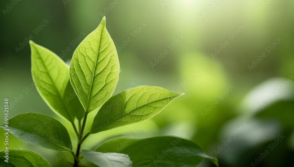 Nature of green leaf in garden at summer. Natural green leaves plants using as spring background Nature of green leaf in garden at summer. Natural green leaves plants using as spring background
