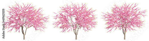 set of Chinese redbuds trees, 3D rendering with transparent background, for digital composition, illustration & architecture visualization © ANDRIBENKY