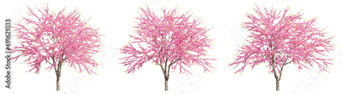set of Chinese redbuds trees, 3D rendering with transparent background, for digital composition, illustration & architecture visualization © ANDRIBENKY
