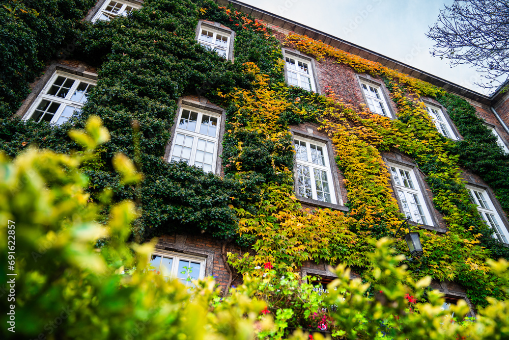 ivy - a climbing plant on a building - a beautiful autumn decoration