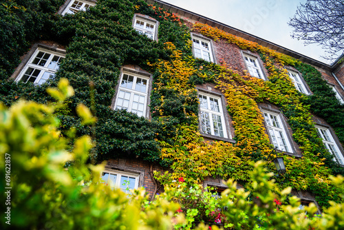 Obraz na płótnie ivy - a climbing plant on a building - a beautiful autumn decoration w salonie