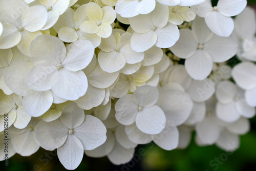 Hydrangea paniculata. The white flowers are paniculate hydrangea. Small white flowers in close-up. © Lushchikov Valeriy