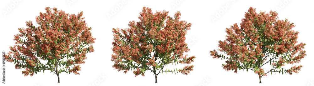 set of albelia trees, 3D rendering with transparent background, for digital composition, illustration & architecture visualization set of albelia trees, 3D rendering with transparent background, for digital composition, illustration & architecture visualization