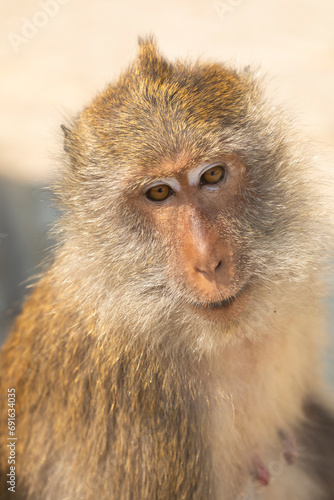 Portrait of a macaque monkey, on the island of Koh Chang, in the Gulf of Thailand © Alvaro