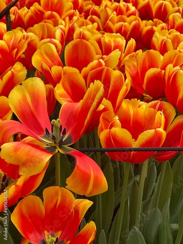 Tulips in Keukeunhof Amsterdam, The Netherlands