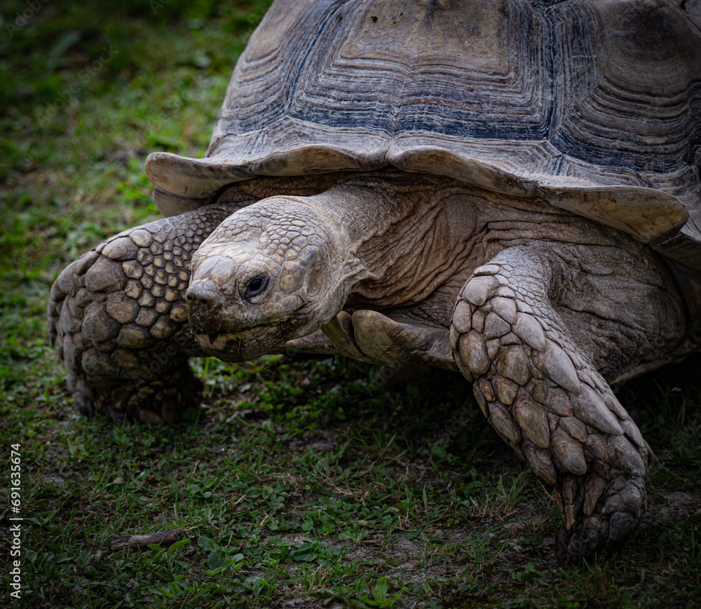 Brown land turtle walking on green grass ground Brown land turtle walking on green grass ground