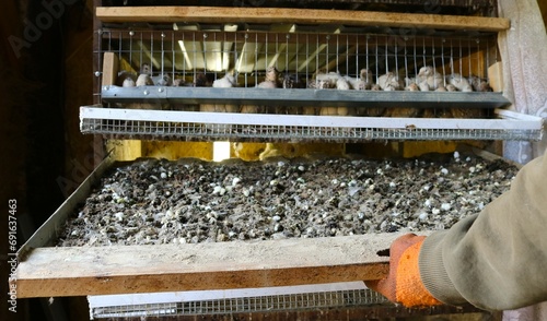 poultry farmer's hands in gloves take out a tray with bird droppings from under a cage with quails in a room with artificial lighting, caring for quails kept in enclosures, cleaning up droppings photo