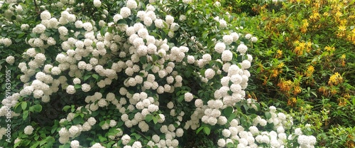 Panel kuchenny z motywem biały kwiat