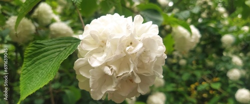 Panel kuchenny z motywem biały kwiat