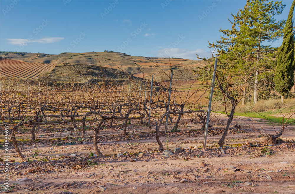 Naklejka premium The Rioja region vineyards with single guyot pruned vines
