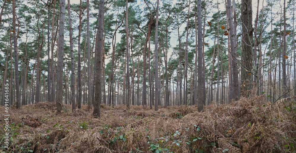 Fototapeta premium Beautiful view of the Houssière wood